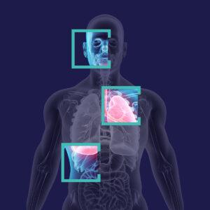 internal body imaging rendering