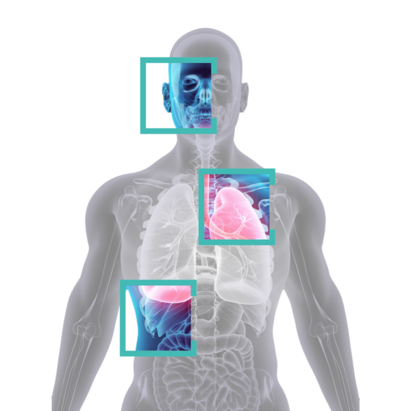 rendering of internal body imaging